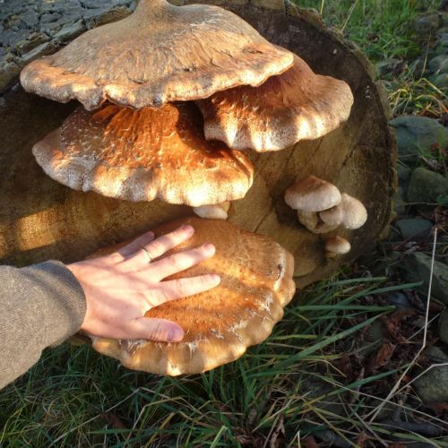 Pholiota populnea