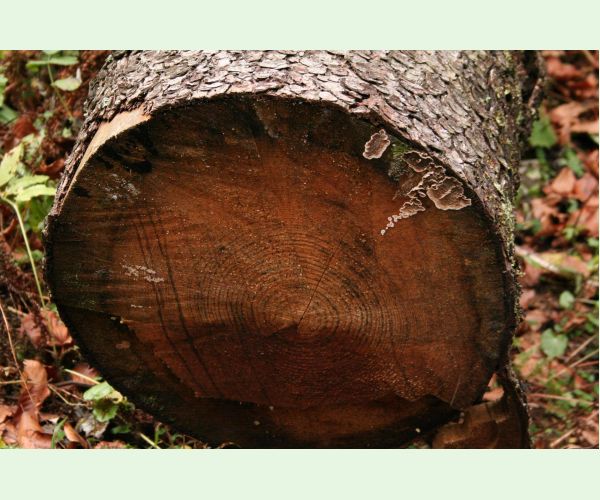 Stereum sanguinolentum