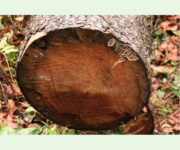 Stereum sanguinolentum