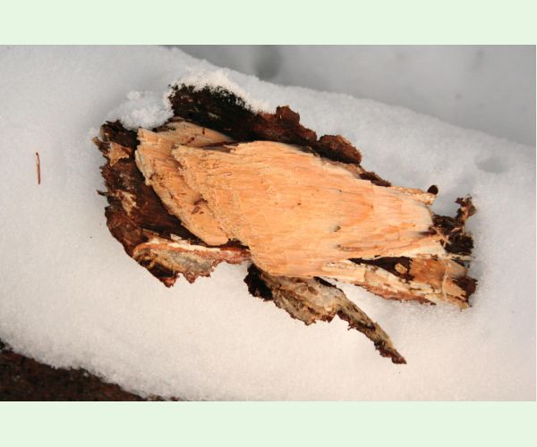 Stereum sanguinolentum