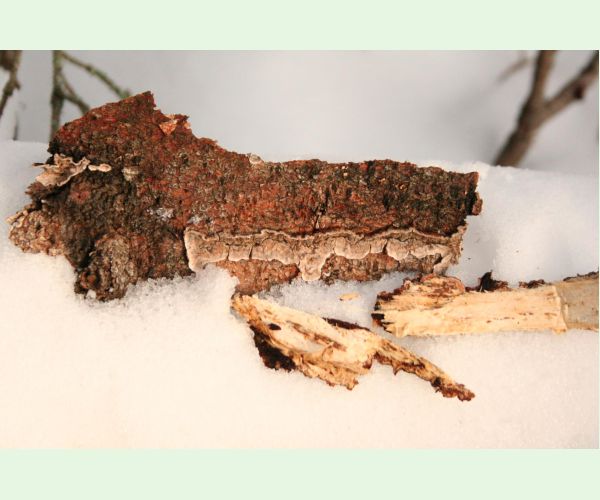 Stereum sanguinolentum