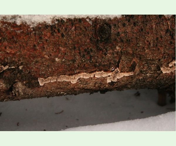 Stereum sanguinolentum