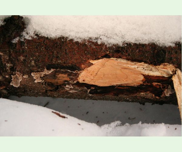 Stereum sanguinolentum