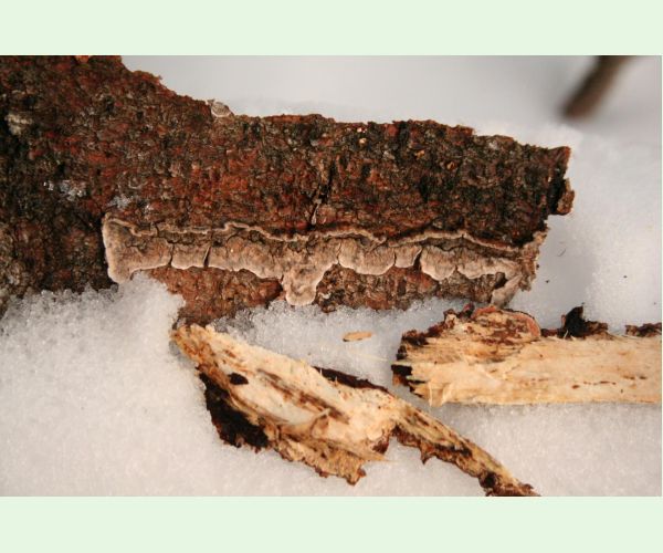 Stereum sanguinolentum