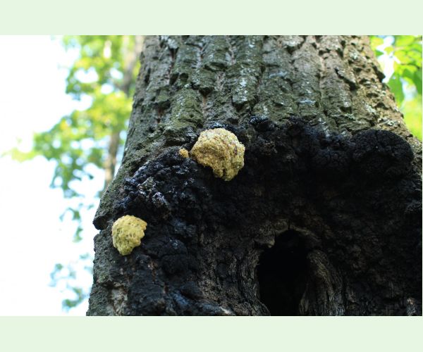 Inonotus nidus-pici