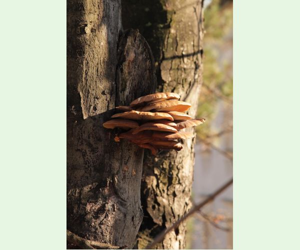Pleurotus ostreatus