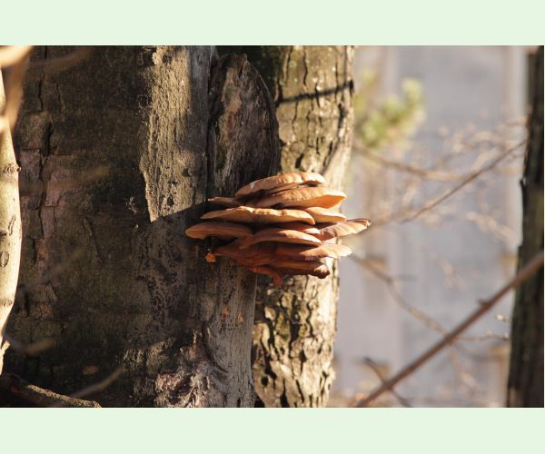 Pleurotus ostreatus