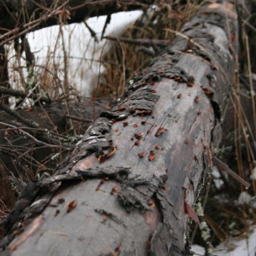 Gloeophyllum sepiarium