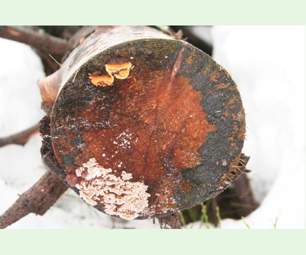 Gloeophyllum sepiarium