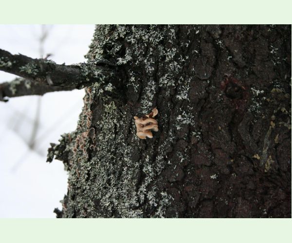 Gloeophyllum sepiarium