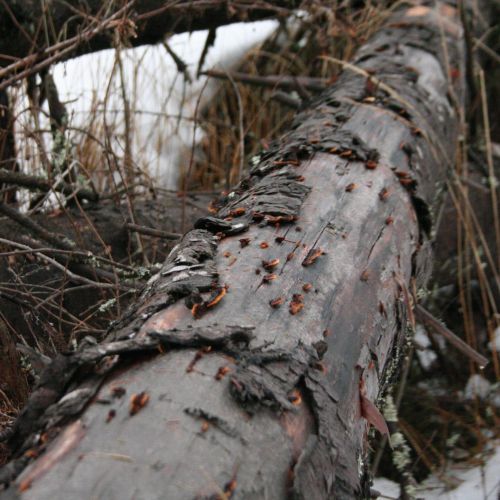 Gloeophyllum sepiarium