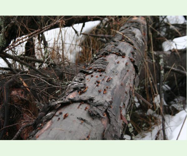 Gloeophyllum sepiarium