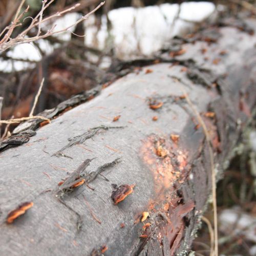 Gloeophyllum sepiarium