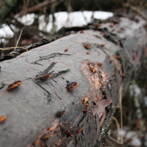 Gloeophyllum sepiarium