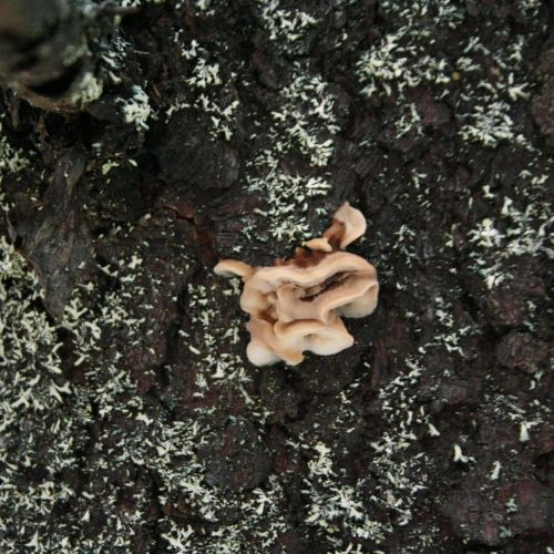 Gloeophyllum sepiarium