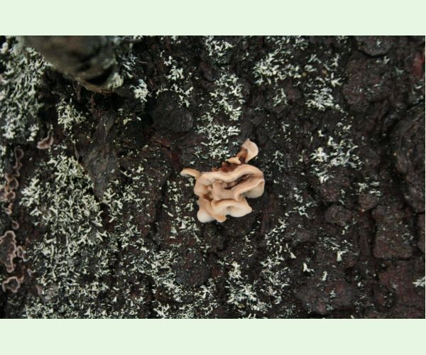 Gloeophyllum sepiarium