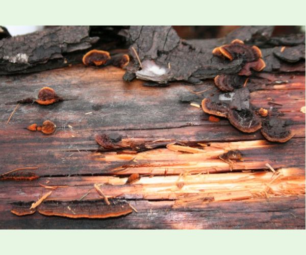 Gloeophyllum sepiarium