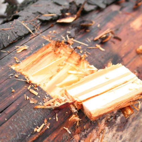 Gloeophyllum sepiarium