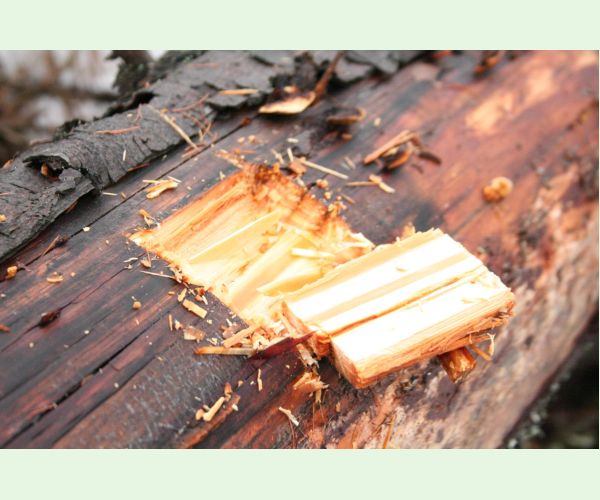 Gloeophyllum sepiarium