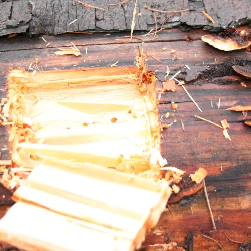 Gloeophyllum sepiarium