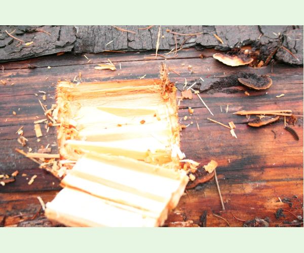 Gloeophyllum sepiarium