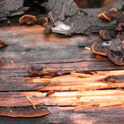 Gloeophyllum sepiarium