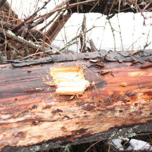 Gloeophyllum sepiarium