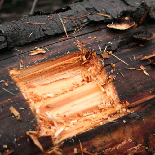 Gloeophyllum sepiarium