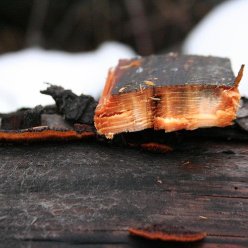 Gloeophyllum sepiarium