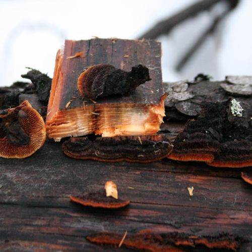 Gloeophyllum sepiarium