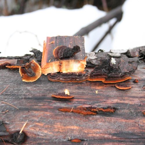 Gloeophyllum sepiarium