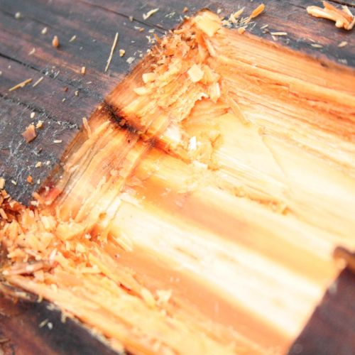 Gloeophyllum sepiarium