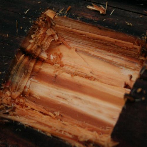 Gloeophyllum sepiarium