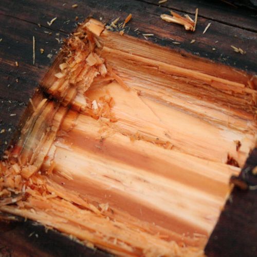 Gloeophyllum sepiarium