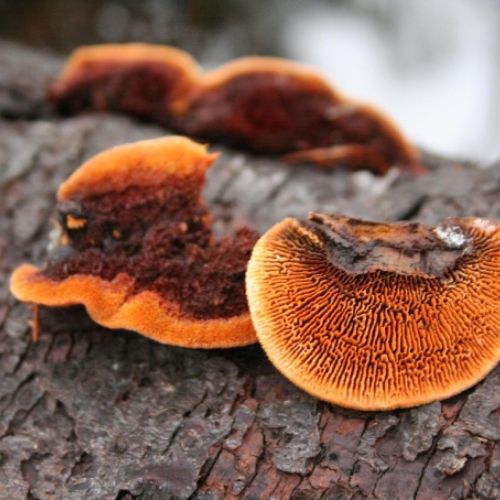 Gloeophyllum sepiarium