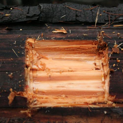 Gloeophyllum sepiarium