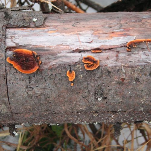 Gloeophyllum sepiarium