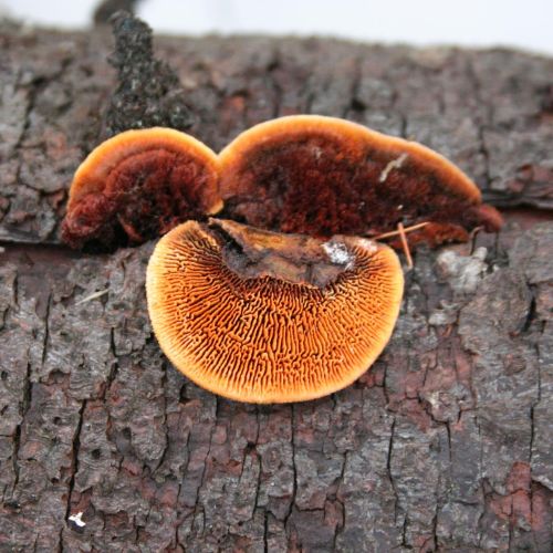 Gloeophyllum sepiarium