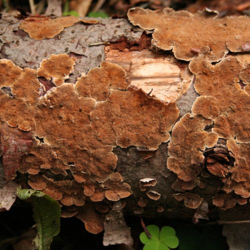 Trichaptum abietinum