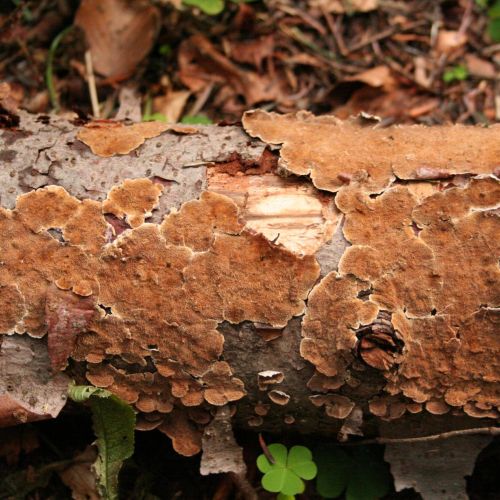 Trichaptum abietinum