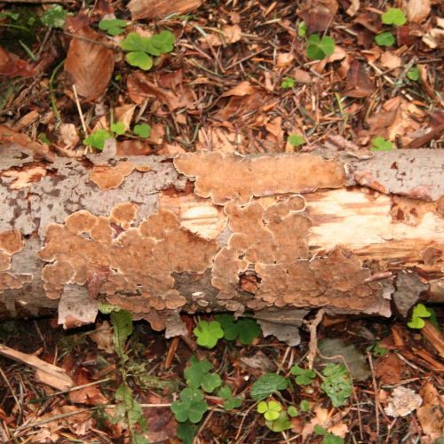 Trichaptum abietinum