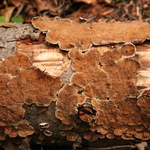 Trichaptum abietinum