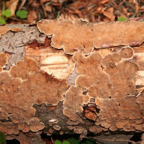 Trichaptum abietinum