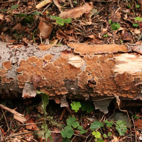 Trichaptum abietinum