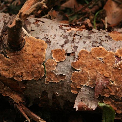 Trichaptum abietinum