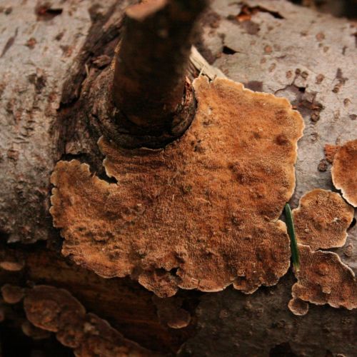 Trichaptum abietinum