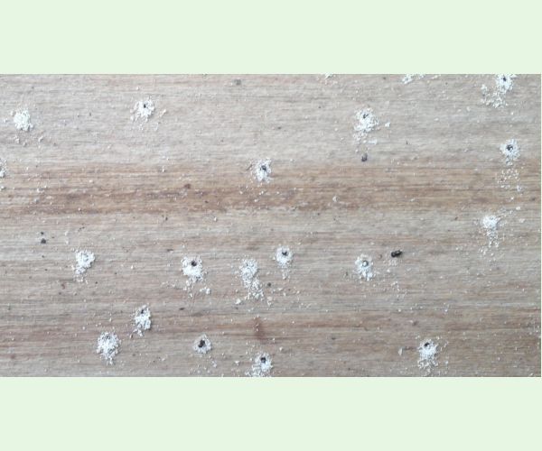 Xylosandrus germanus