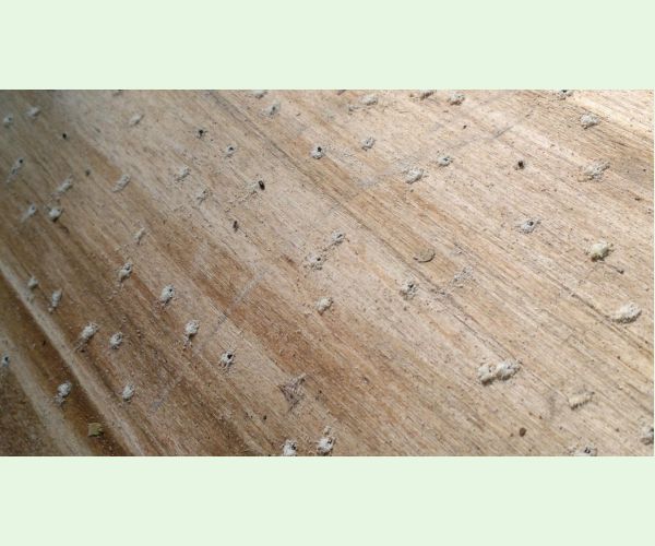 Xylosandrus germanus