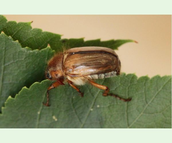 Amphimallon solstitiale