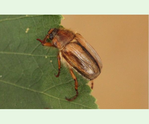 Amphimallon solstitiale